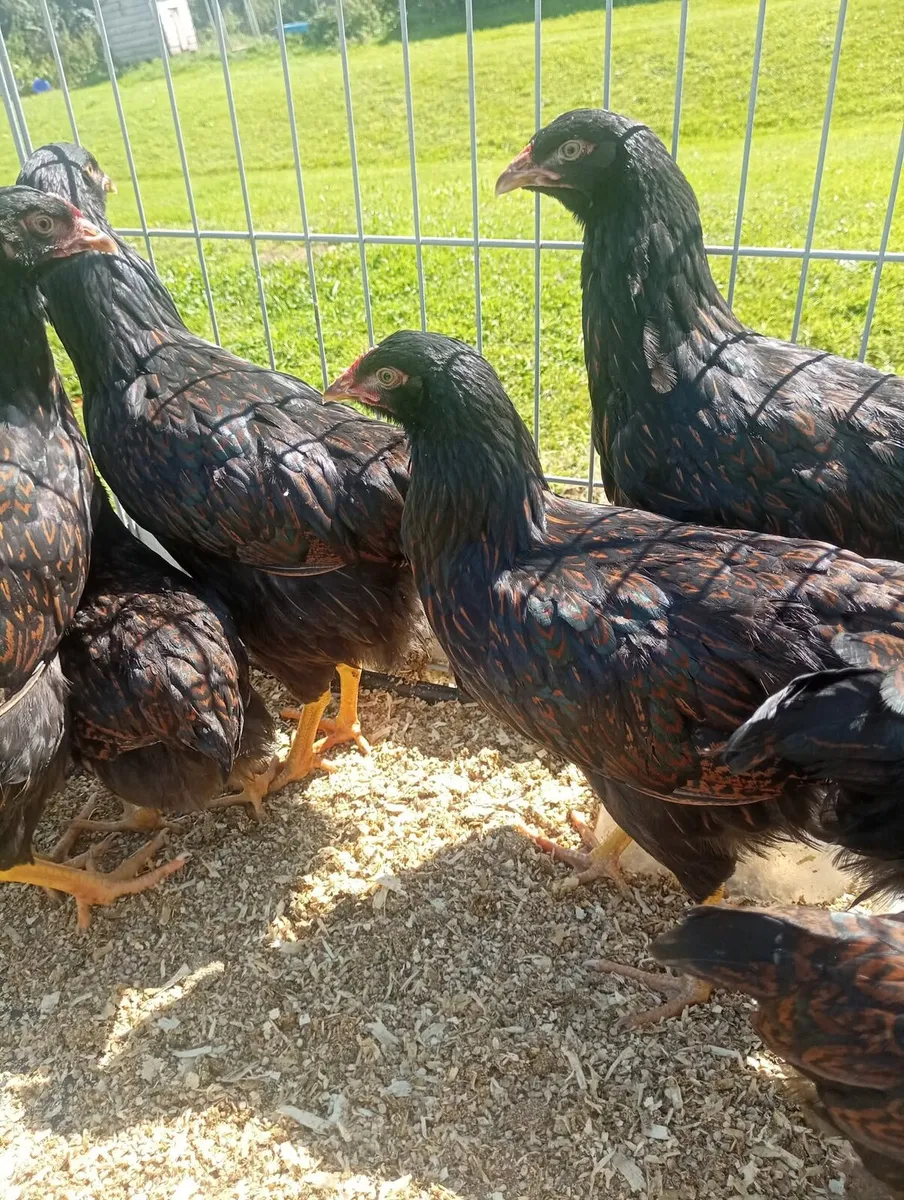 Gold Lace Barnvelder Pullets - Image 2