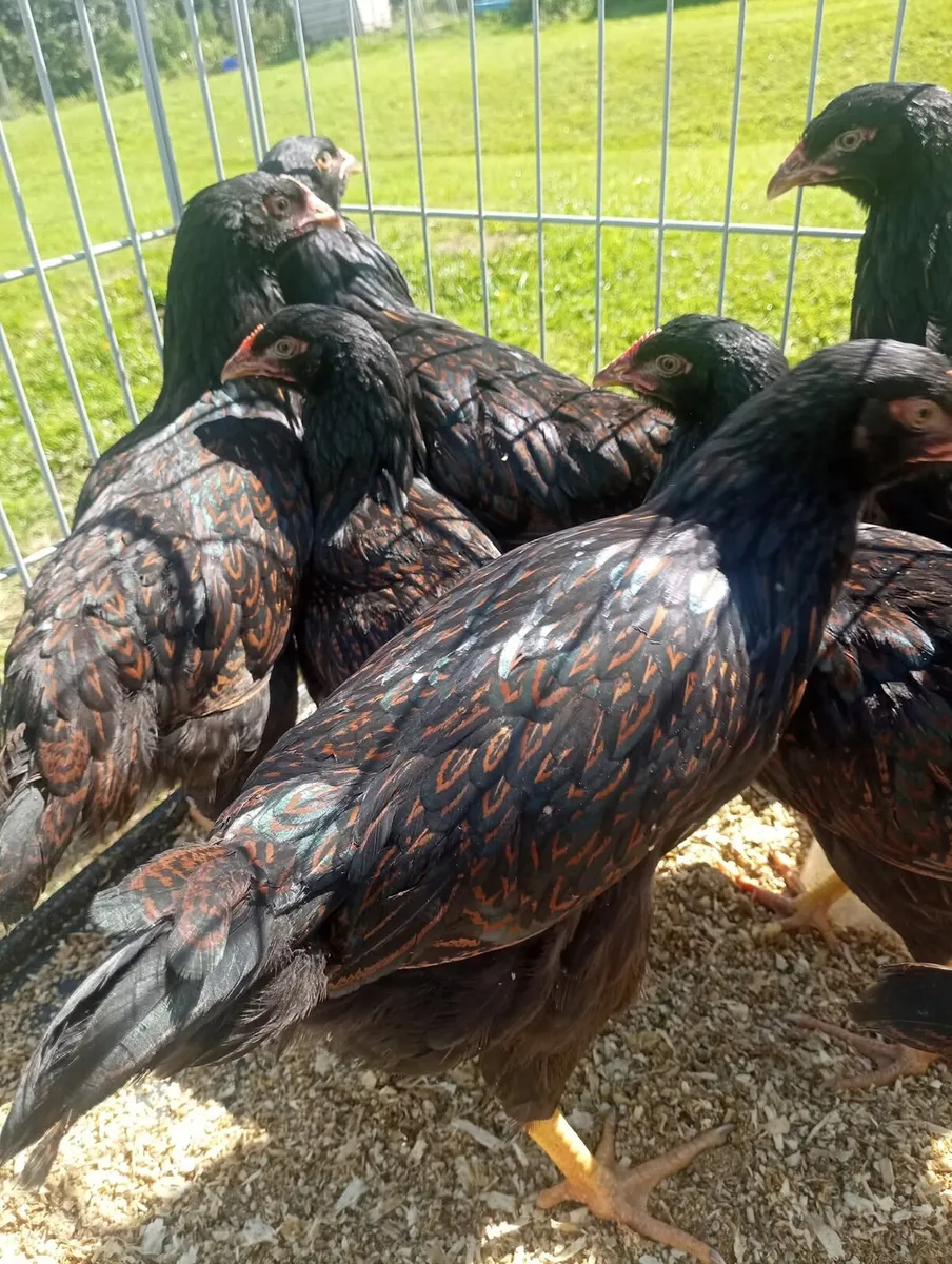 Gold Lace Barnvelder Pullets - Image 3