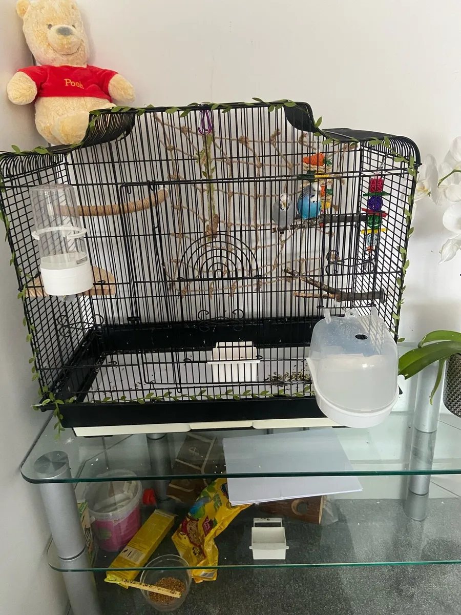 2 Budgies - Image 1