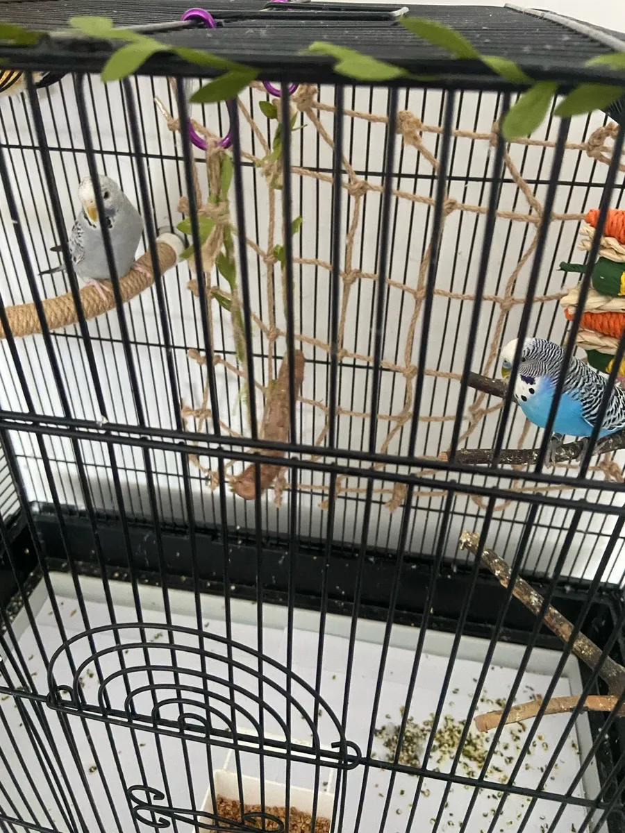 2 Budgies - Image 2