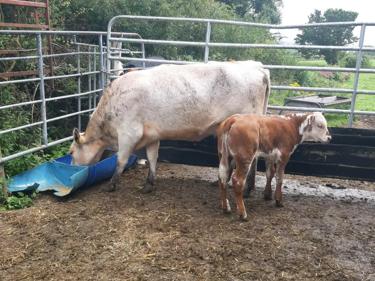 SUPER ROAN HEIFER 2TH CALVED WITH U GRADE LIMOUSIN - Image 1