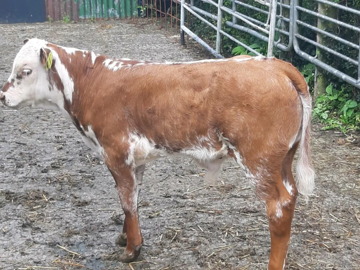 SUPER ROAN HEIFER 2TH CALVED WITH U GRADE LIMOUSIN - Image 3