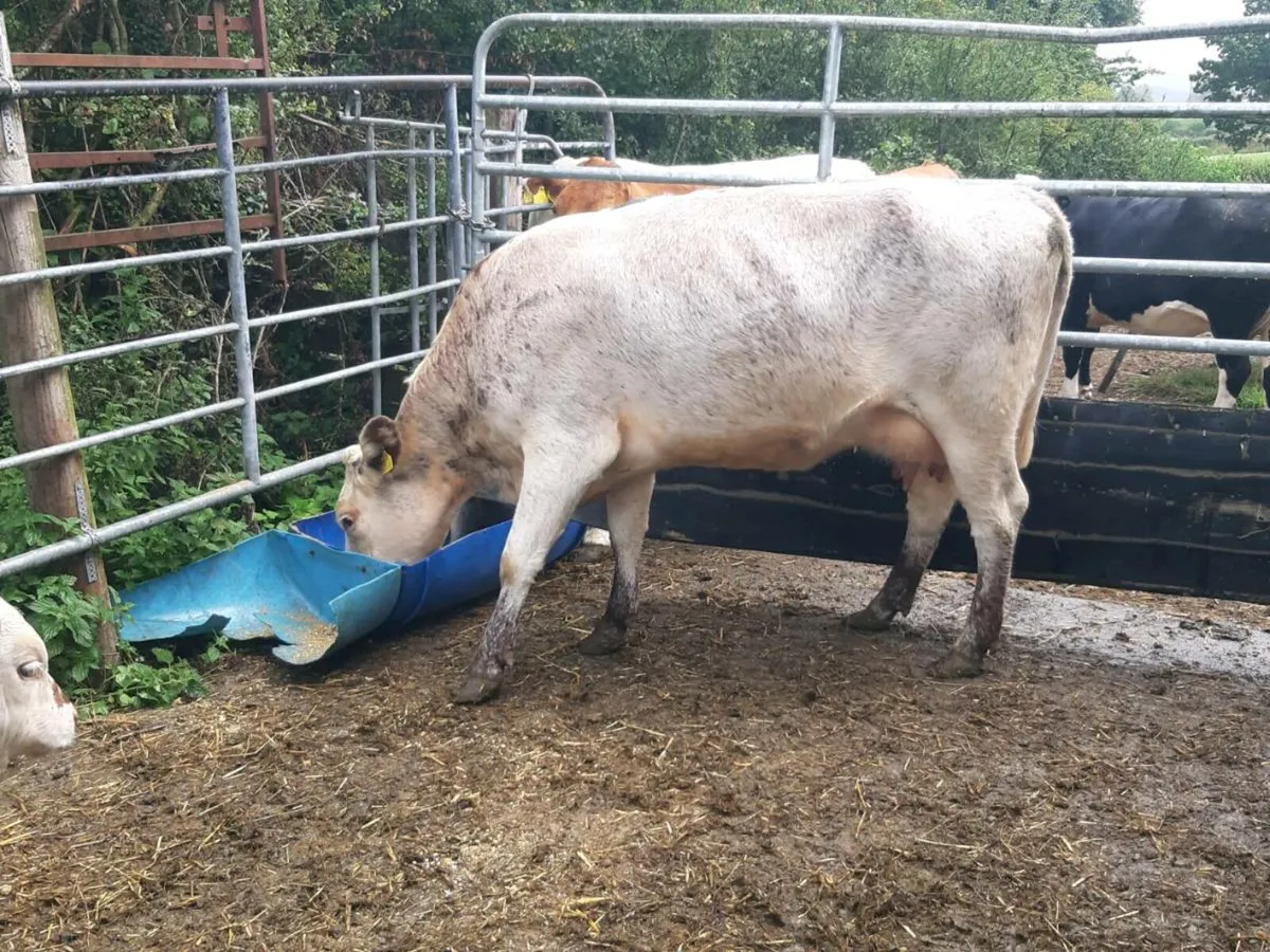 SUPER ROAN HEIFER 2TH CALVED WITH U GRADE LIMOUSIN - Image 4