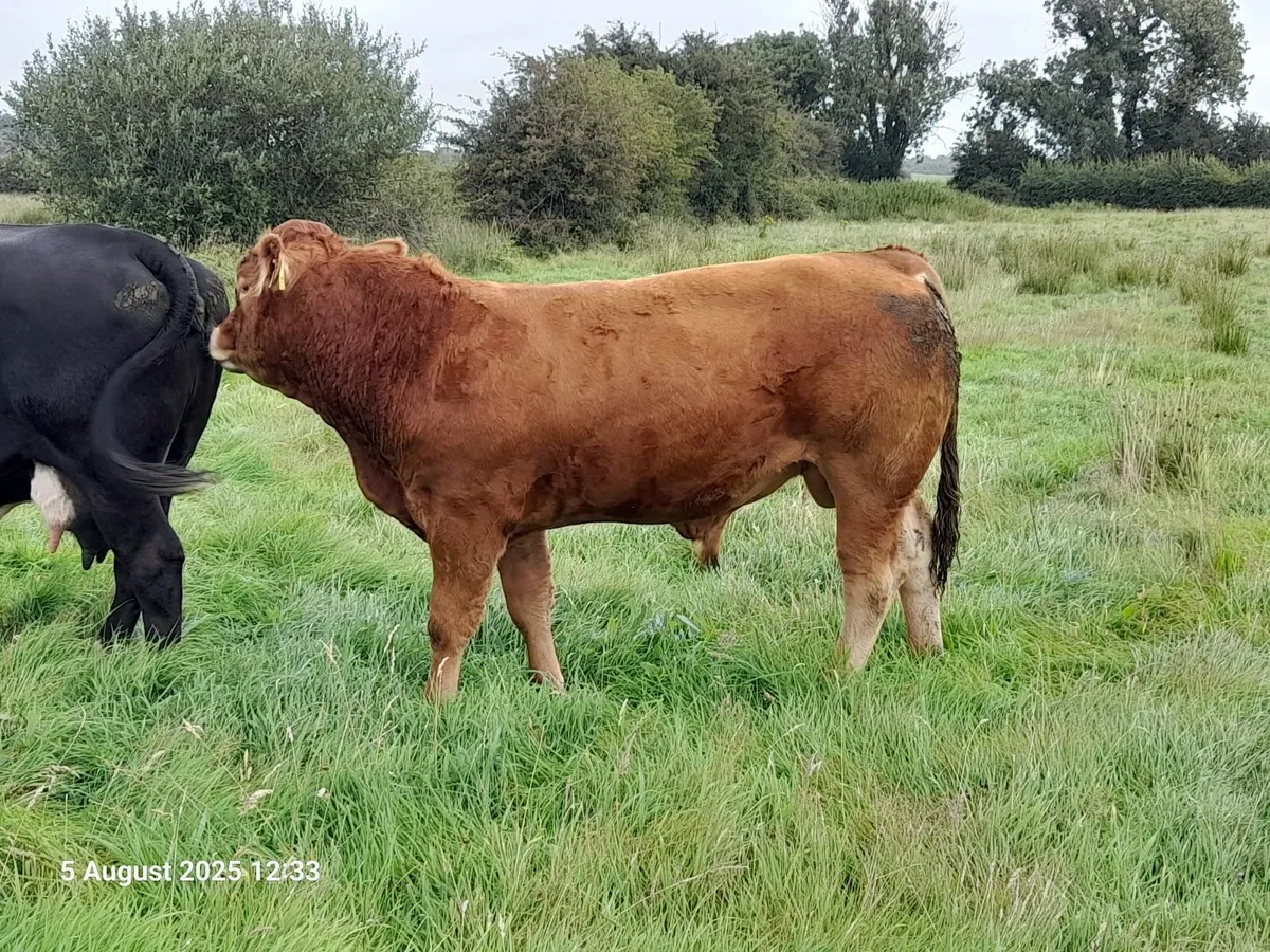 ⭐⭐⭐⭐⭐ Limousin Bull ⭐⭐⭐⭐⭐ - Image 3