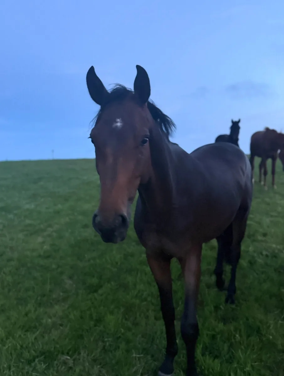 3yo 144cm Gelding - Image 1