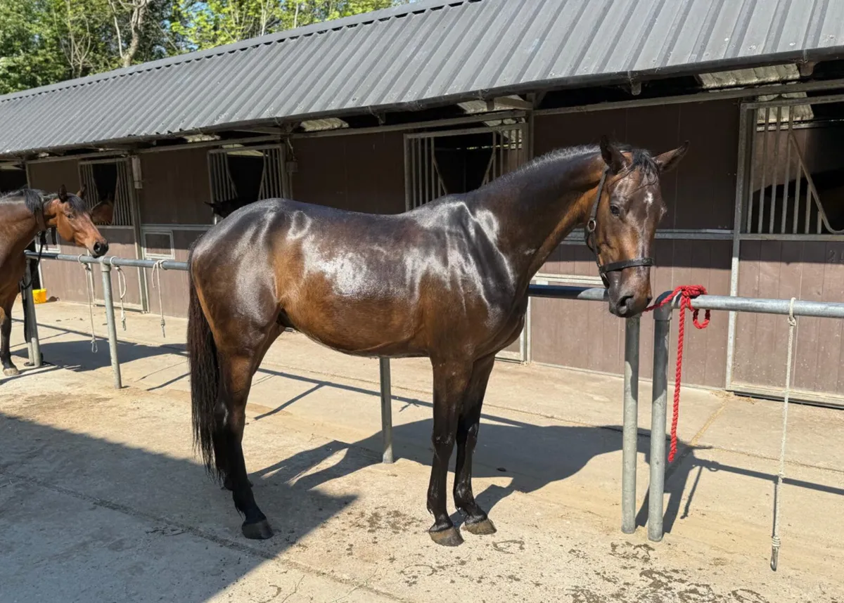 3yo 144cm Gelding - Image 2