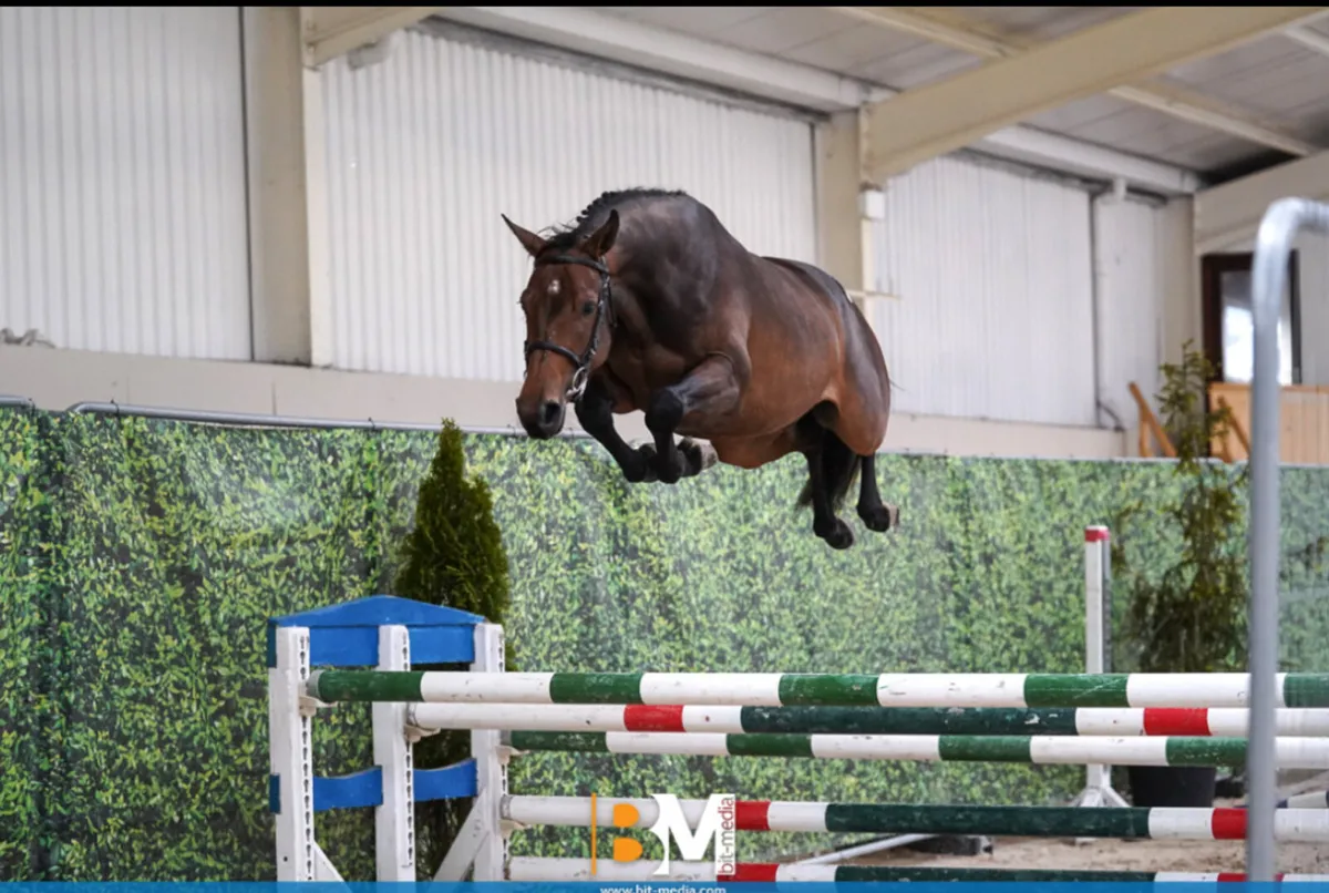 3yo 144cm Gelding - Image 4