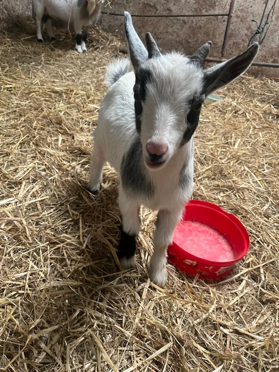 Pygmy Goat - Image 1