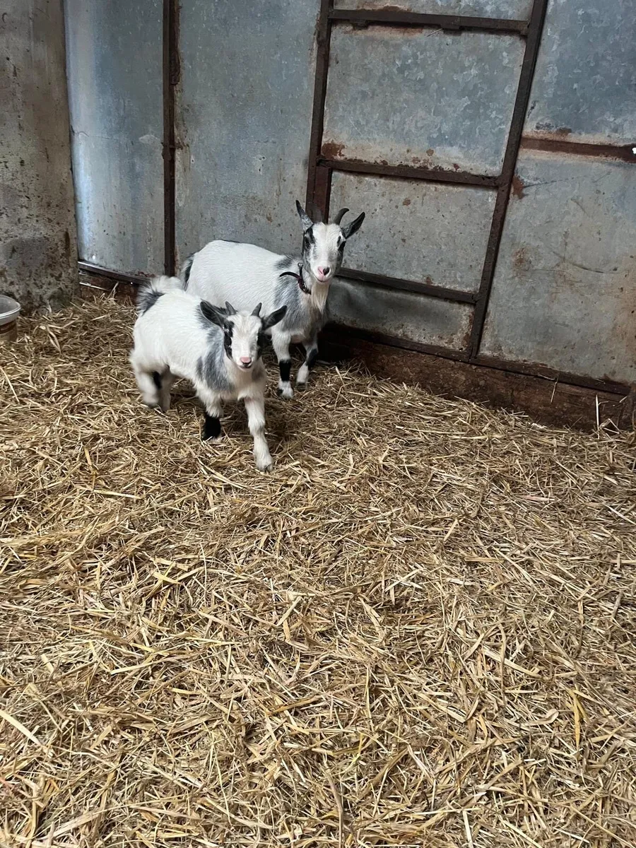 Pygmy Goat - Image 2
