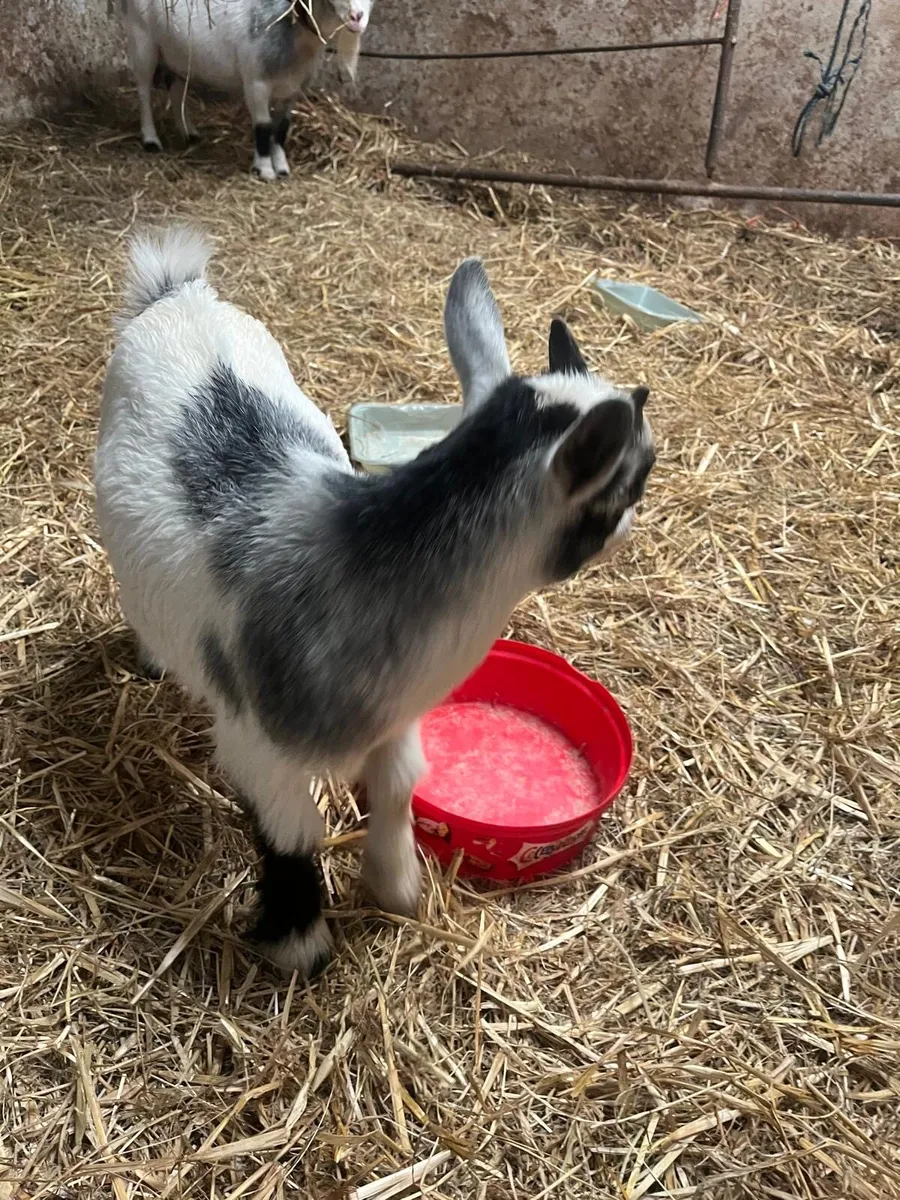 Pygmy Goat - Image 3