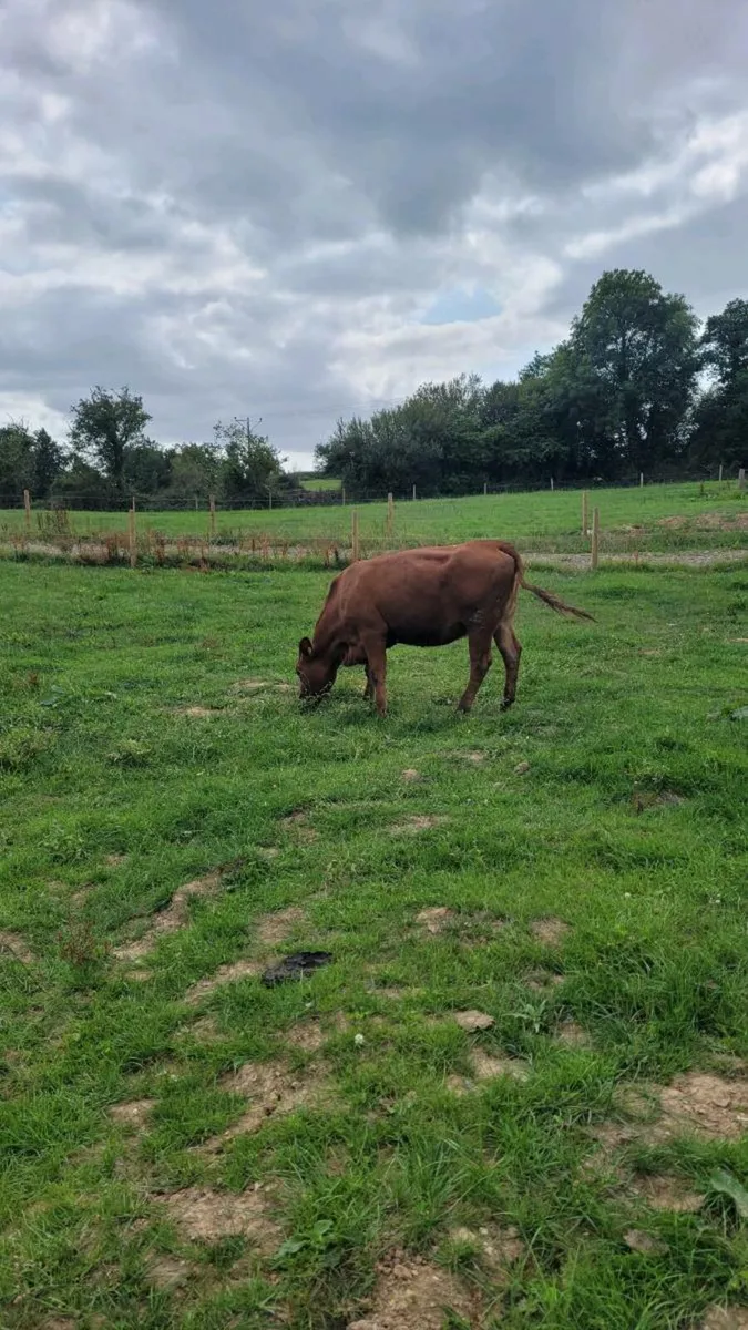Limousine incalf heifer - Image 1