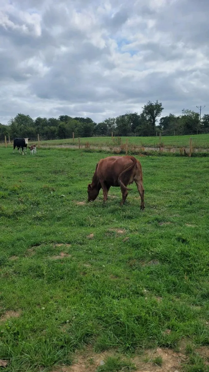 Limousine incalf heifer - Image 2