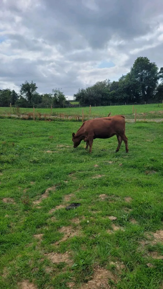 Limousine incalf heifer - Image 3