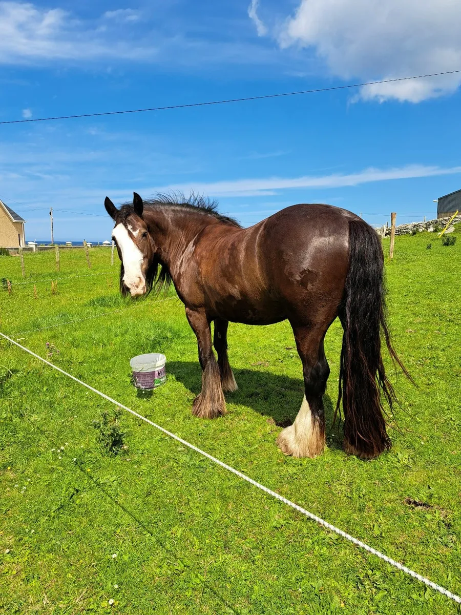 Lady ⭐️ Show Quality and Super hacking cob ⭐️ - Image 1