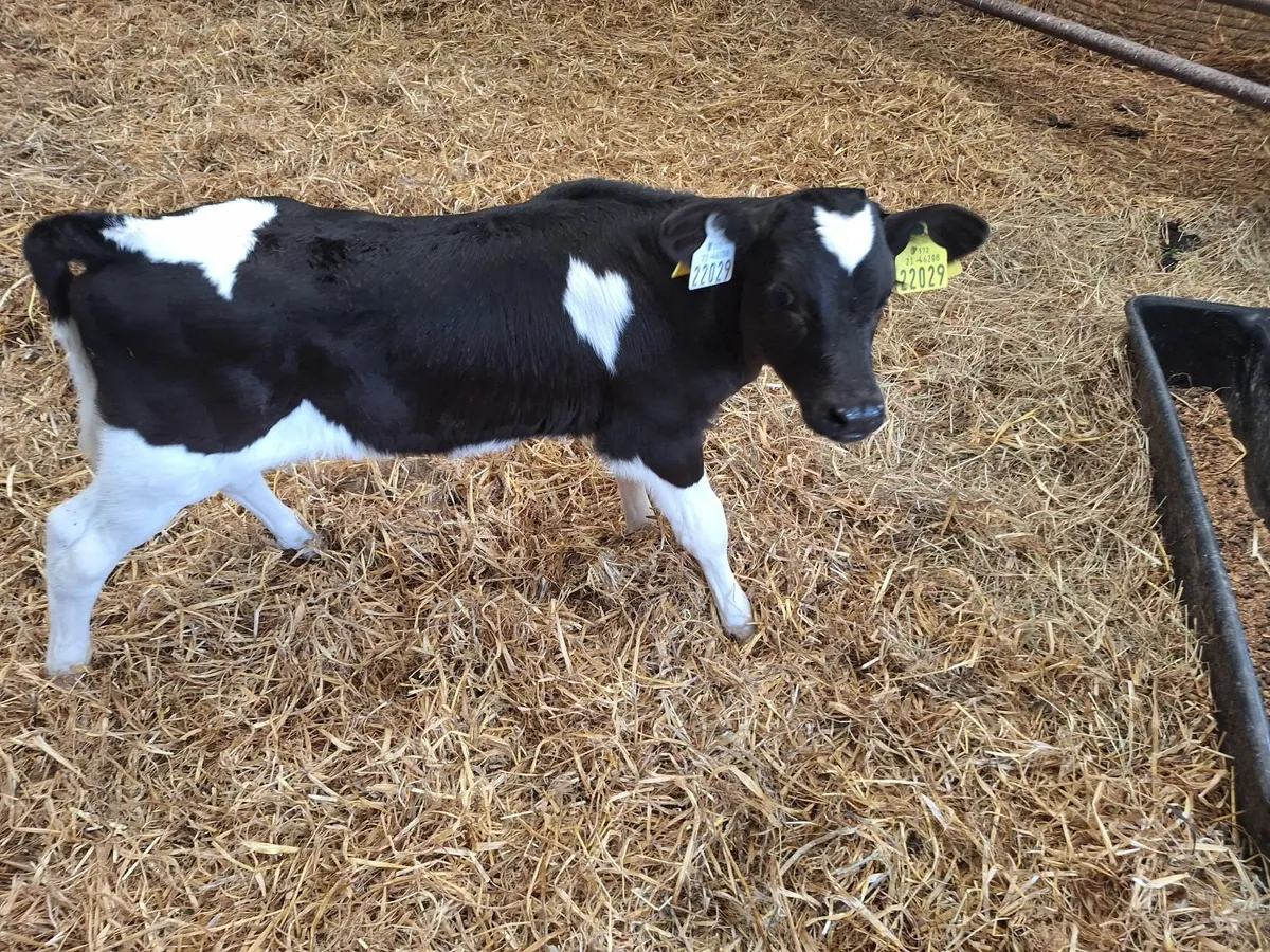 Fr bull calf - Image 1
