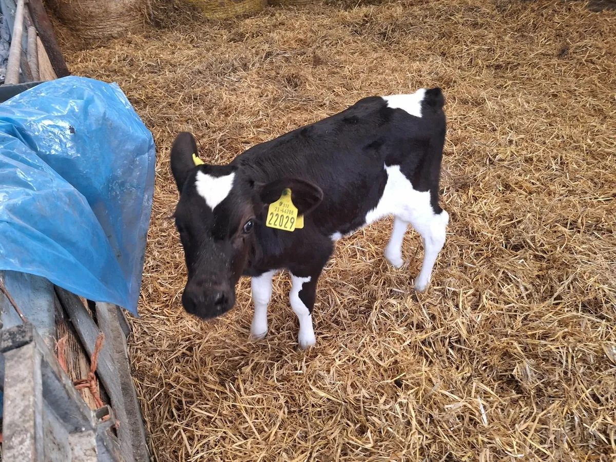 Fr bull calf - Image 2