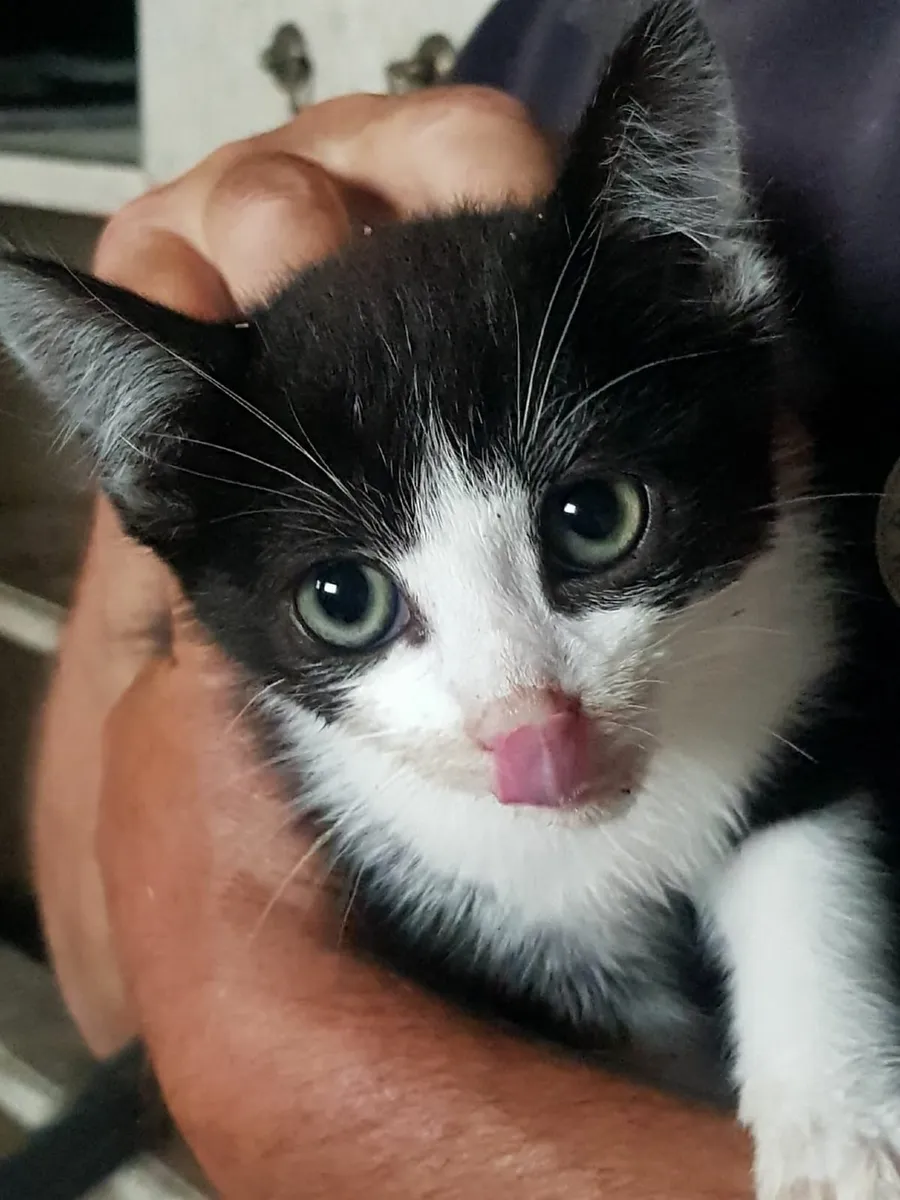Kittens for Sale - Image 1