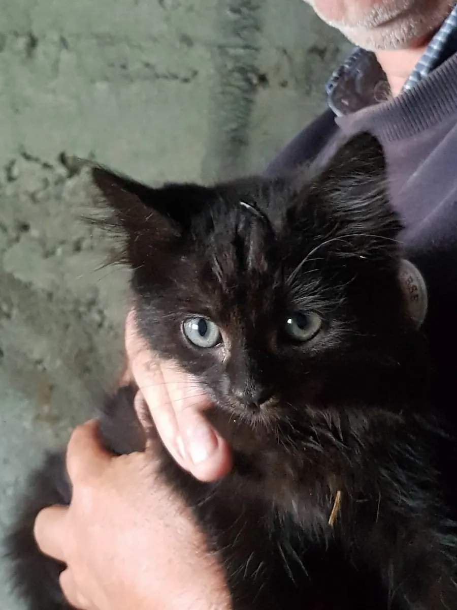 Kittens for Sale - Image 2