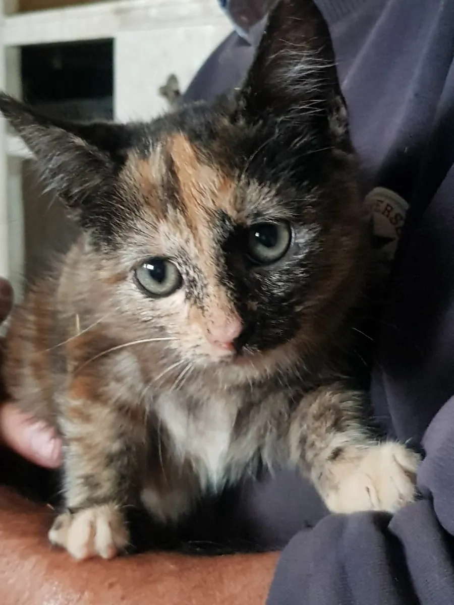 Kittens for Sale - Image 3