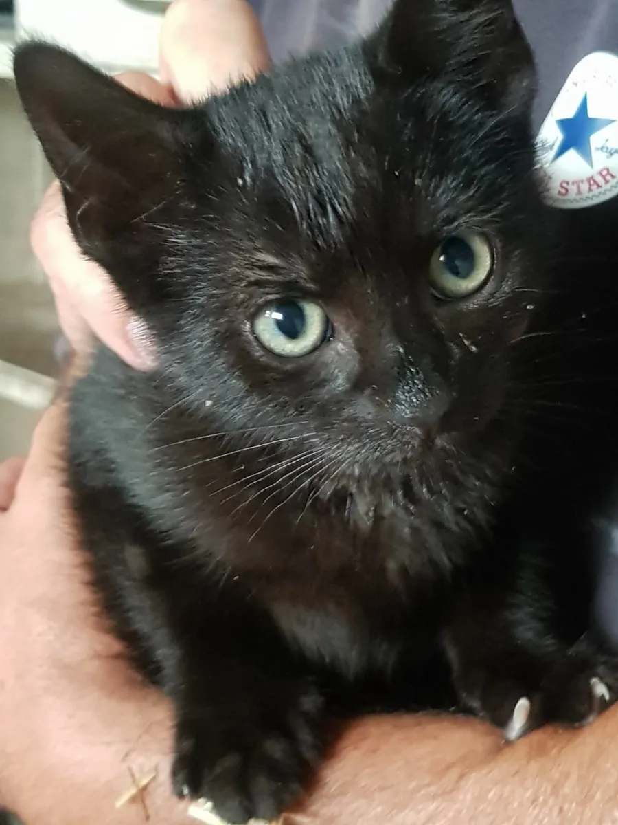 Kittens for Sale - Image 4