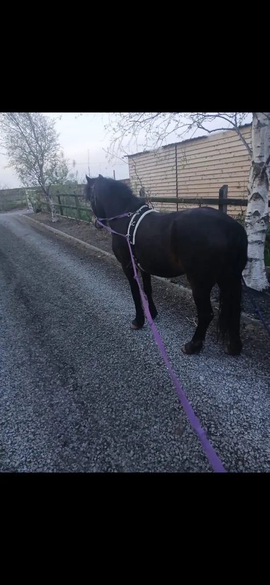 122cm 4 year old Dartmoor - Image 3