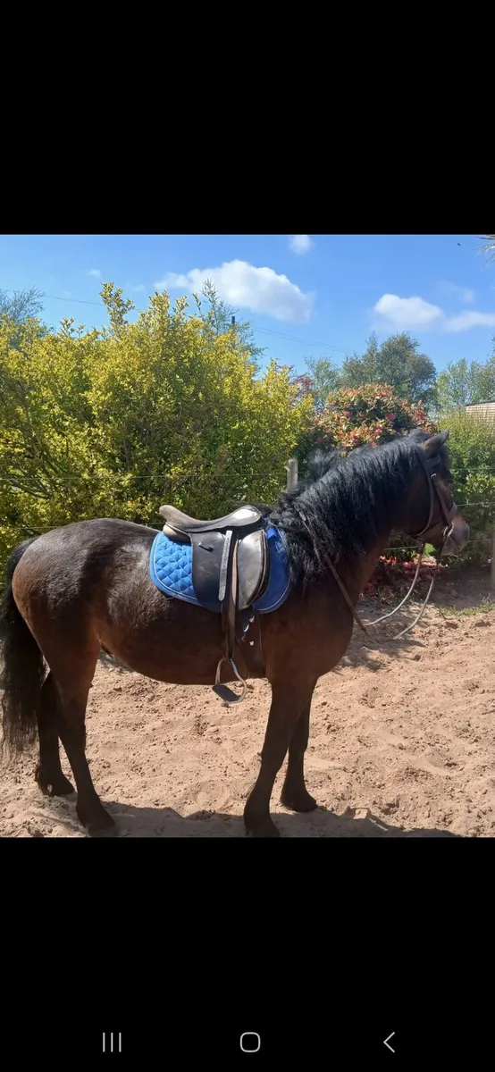 122cm 4 year old Dartmoor - Image 4