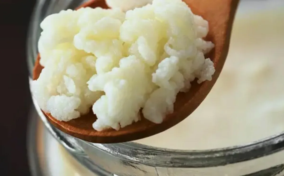 Kefir grains 25g