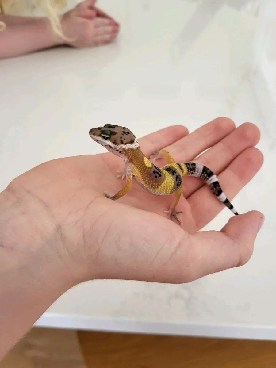 Leopard gecko - Image 1