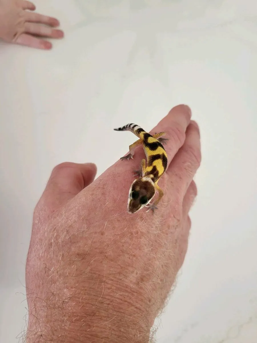 Leopard gecko - Image 2