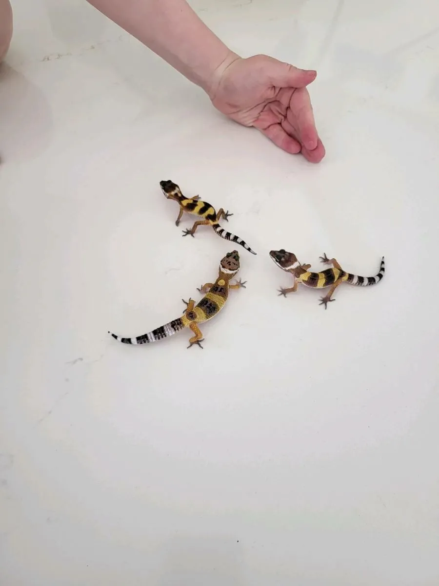 Leopard gecko - Image 3