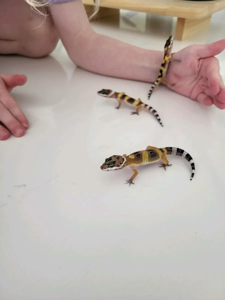 Leopard gecko - Image 4