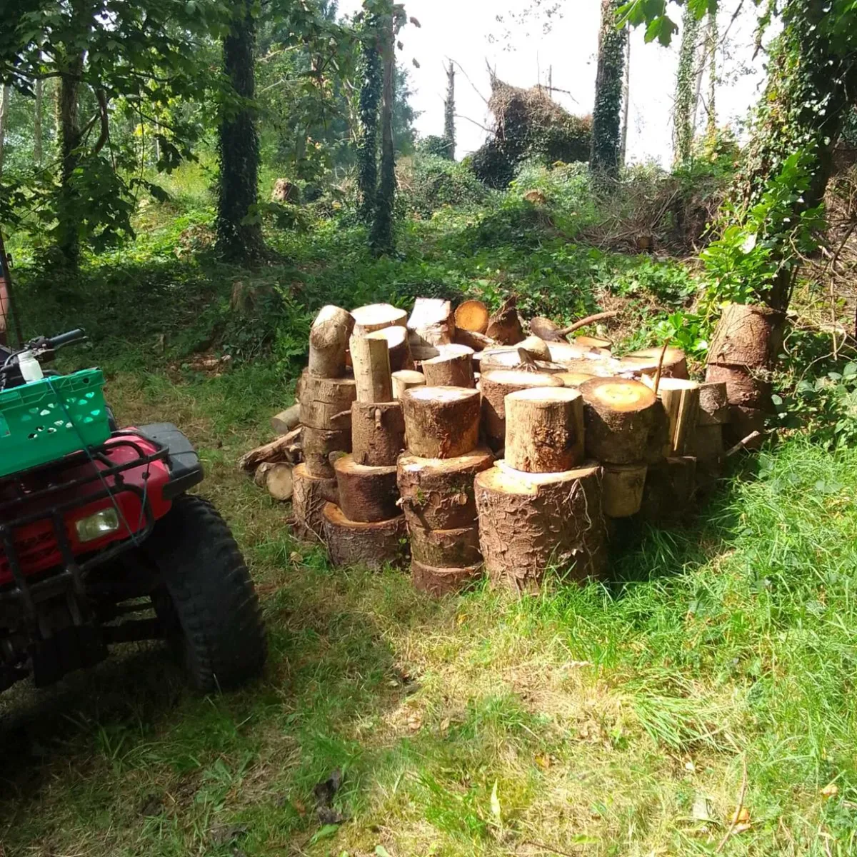 Firewood - Image 2