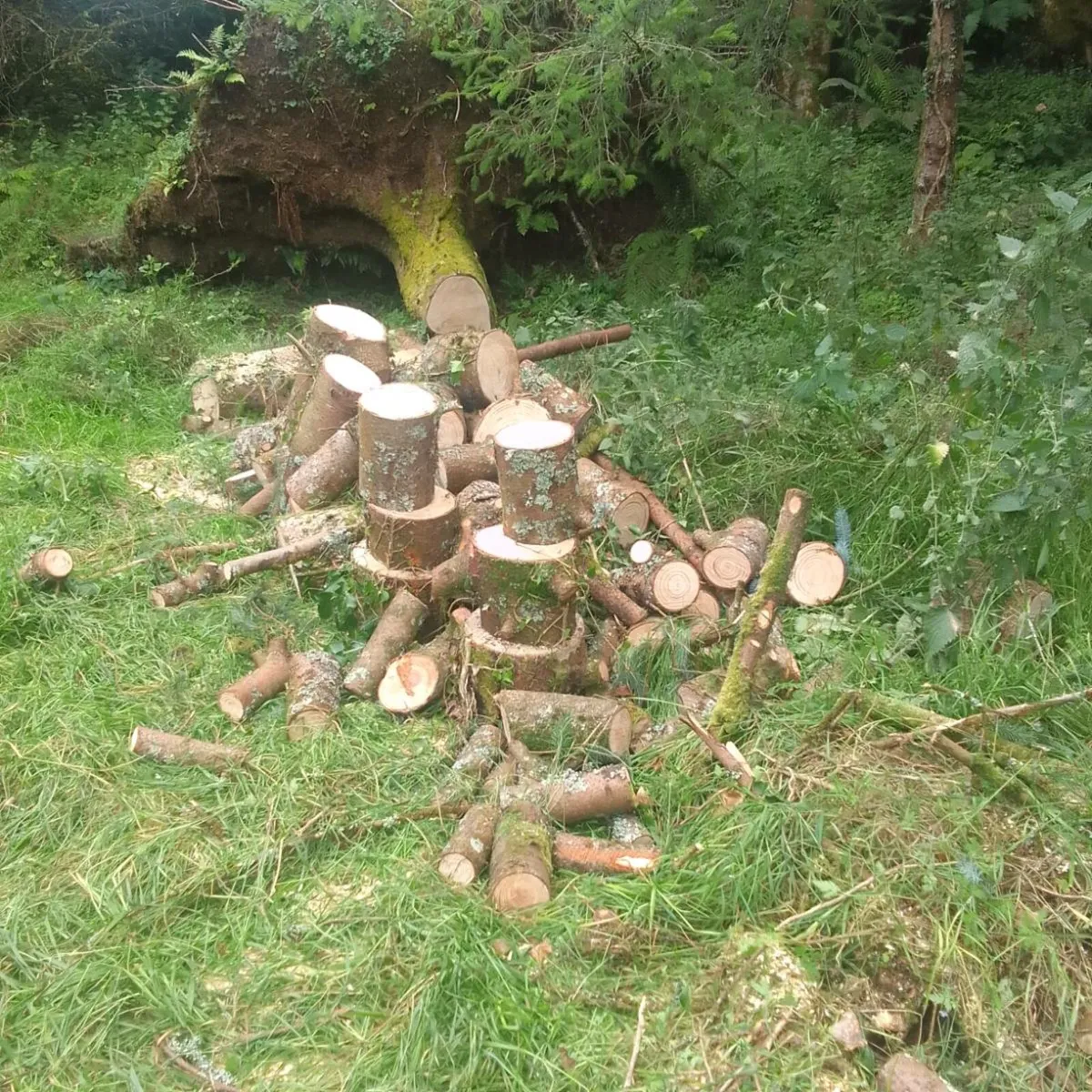 Firewood - Image 3
