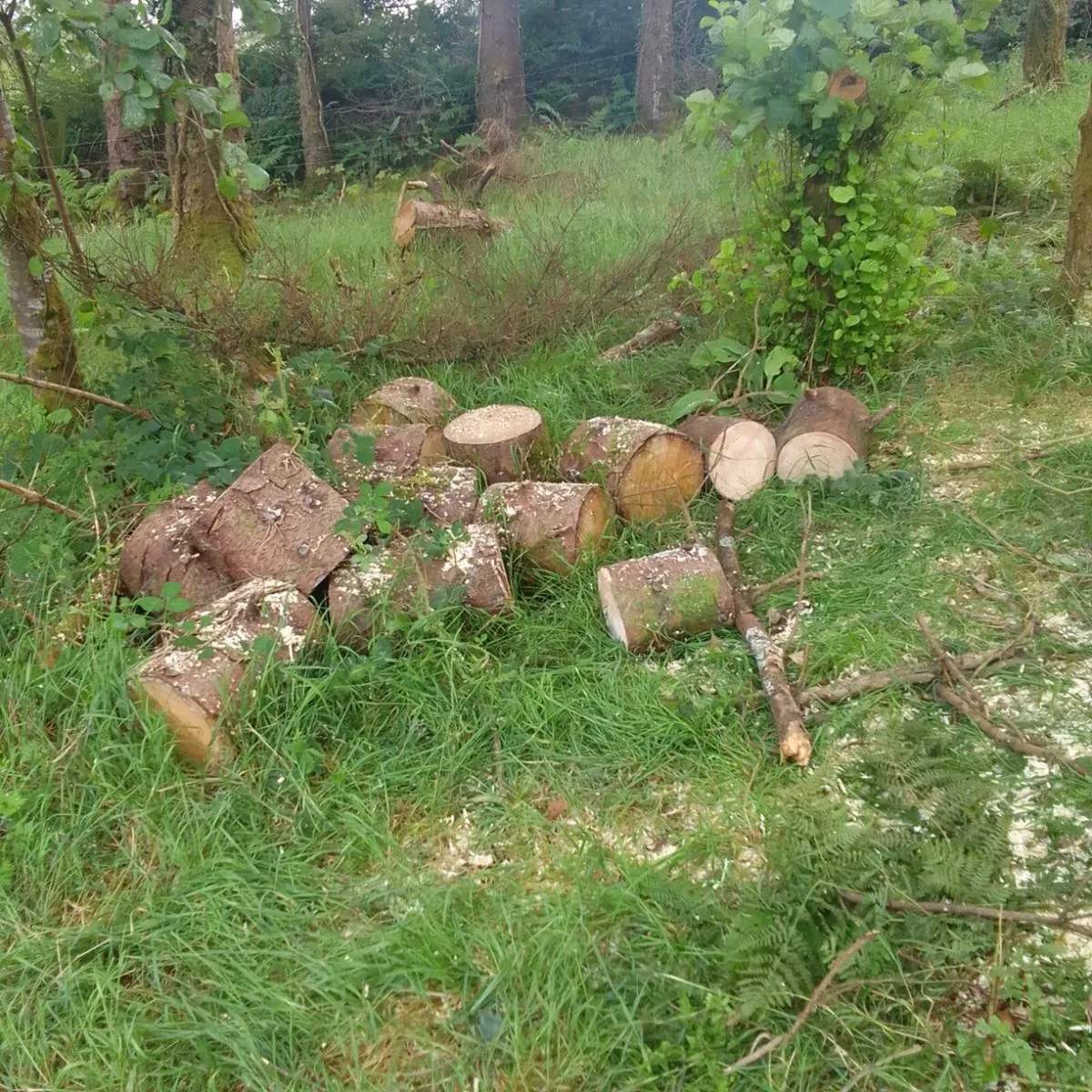 Firewood - Image 4