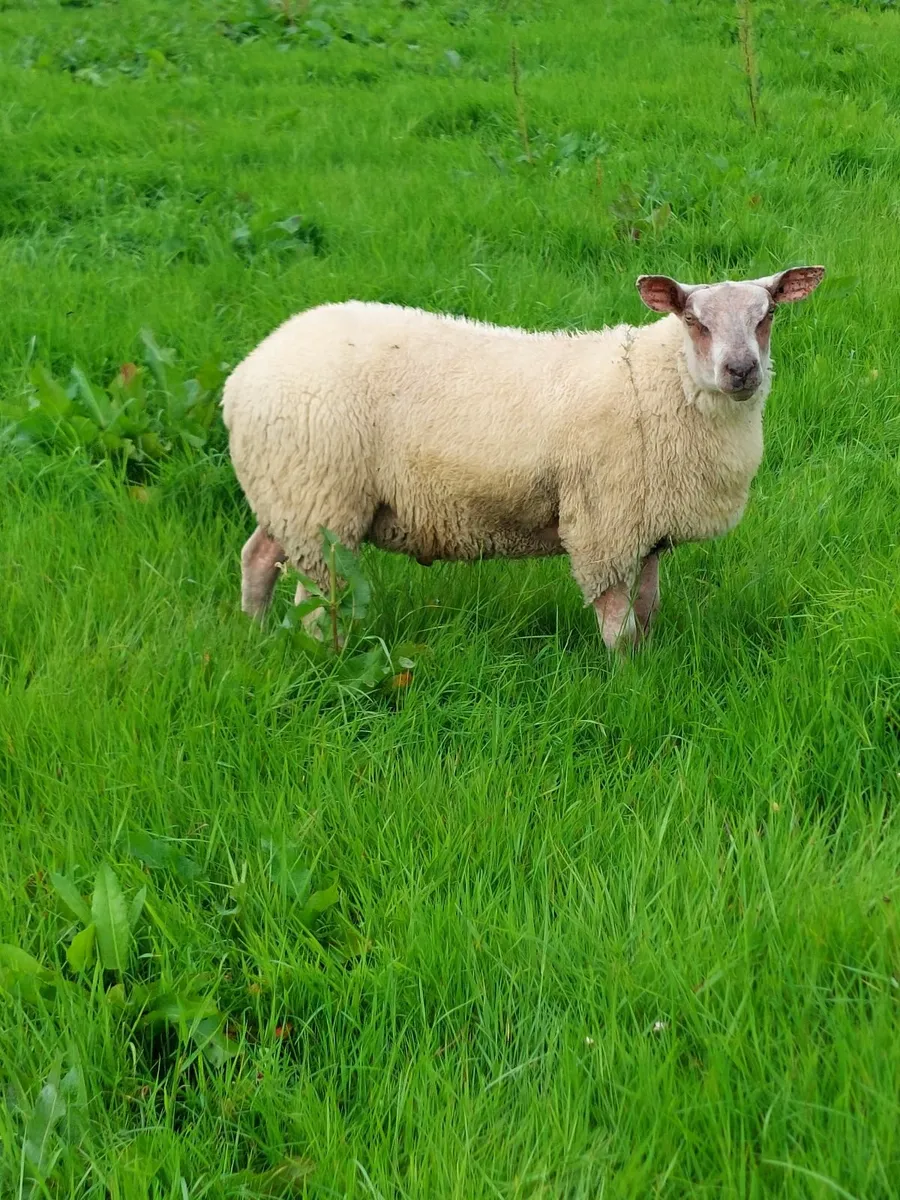SIS Ped Rouge Rams - Image 3