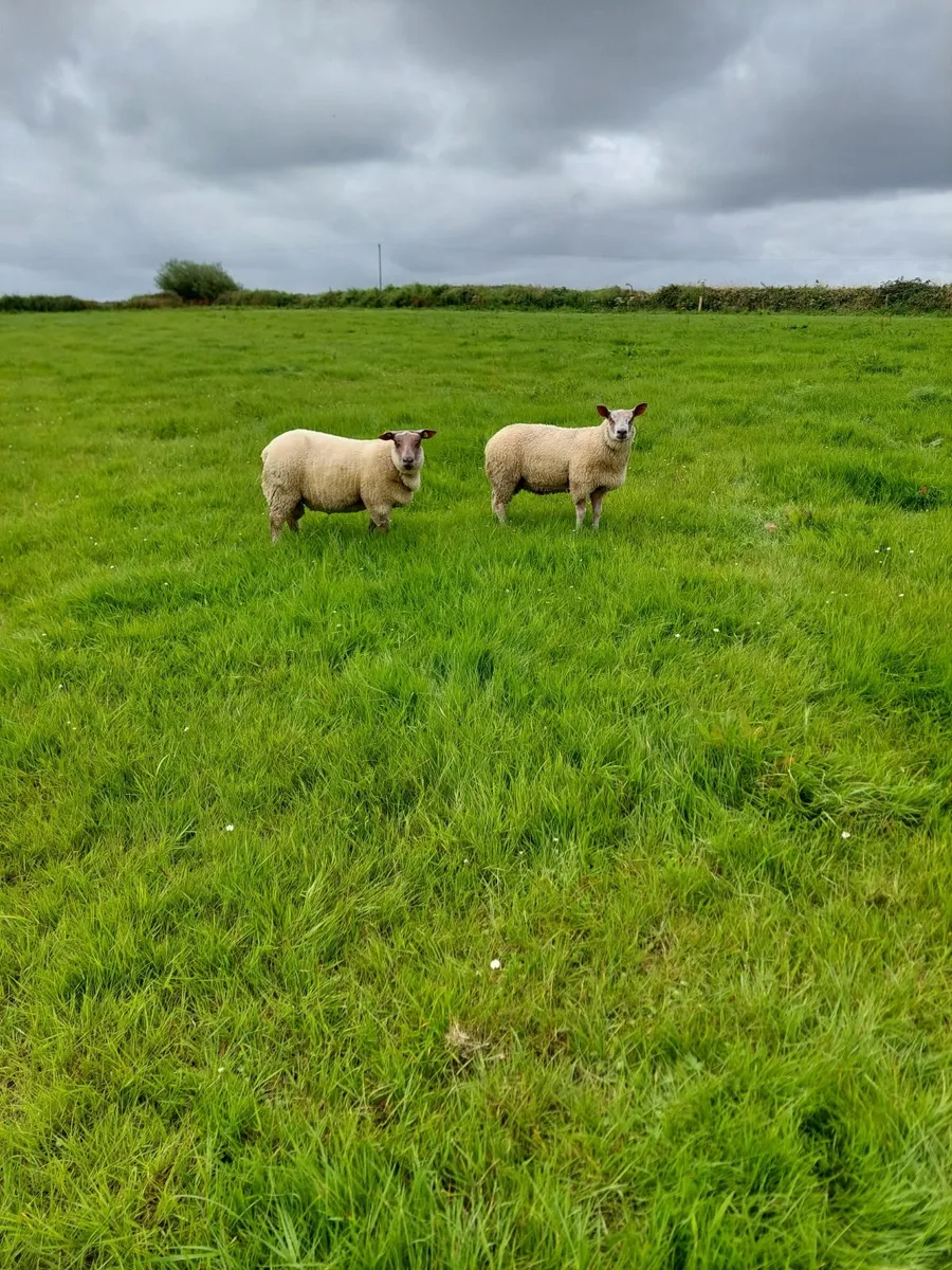 SIS Ped Rouge Rams - Image 4