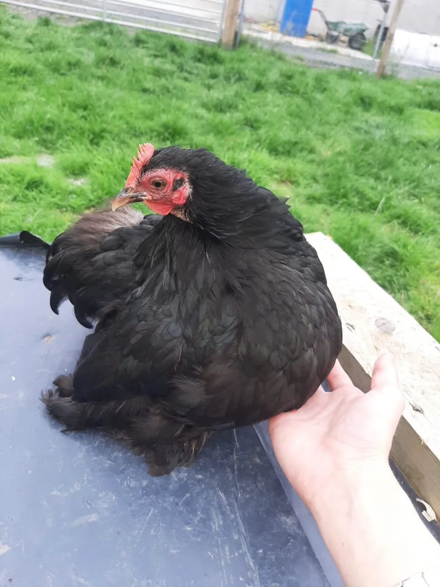 Polish hens ,brown layers , black Pekin pair - Image 1