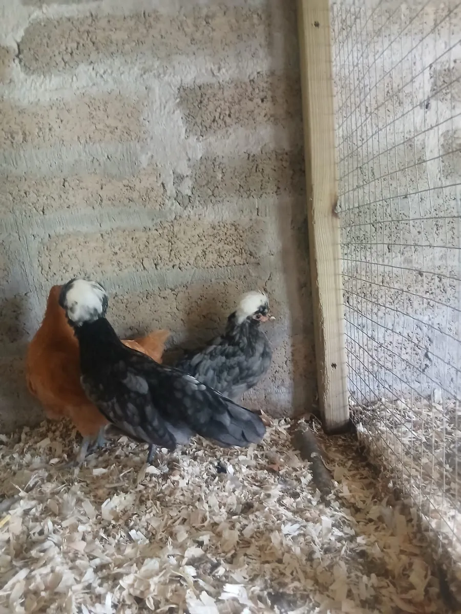 Polish hens ,brown layers , black Pekin pair - Image 2