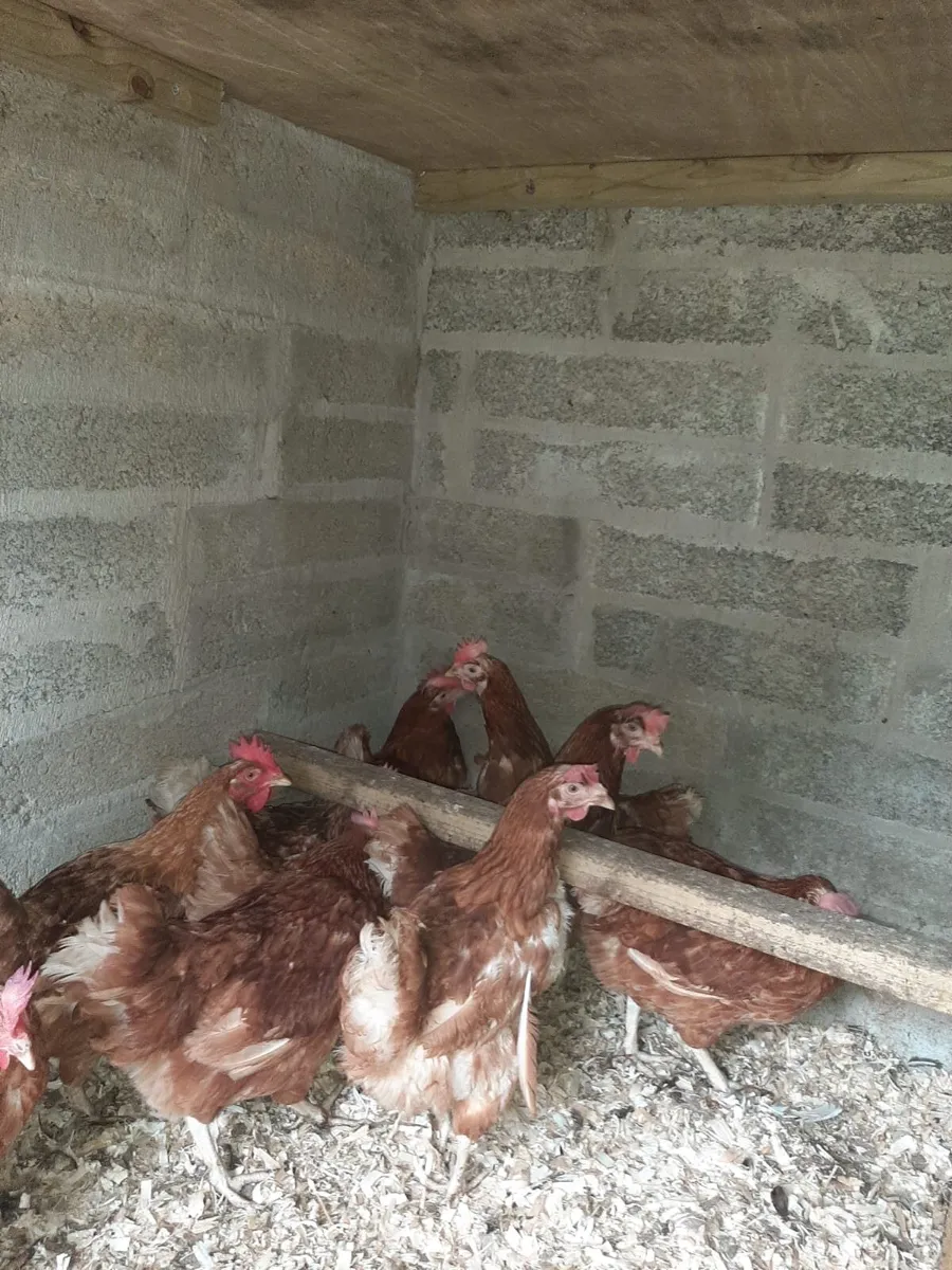 Polish hens ,brown layers , black Pekin pair - Image 3
