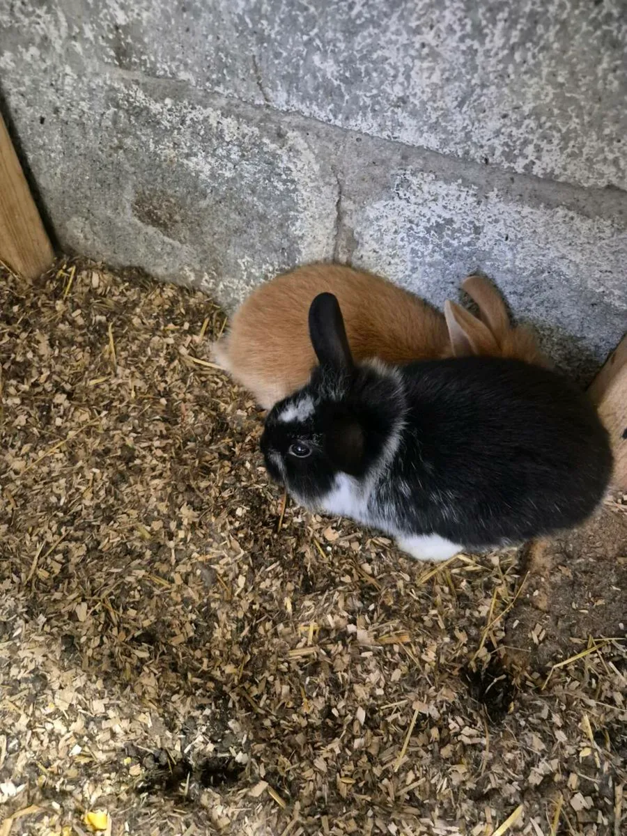 Young rabbits for sale - Image 1