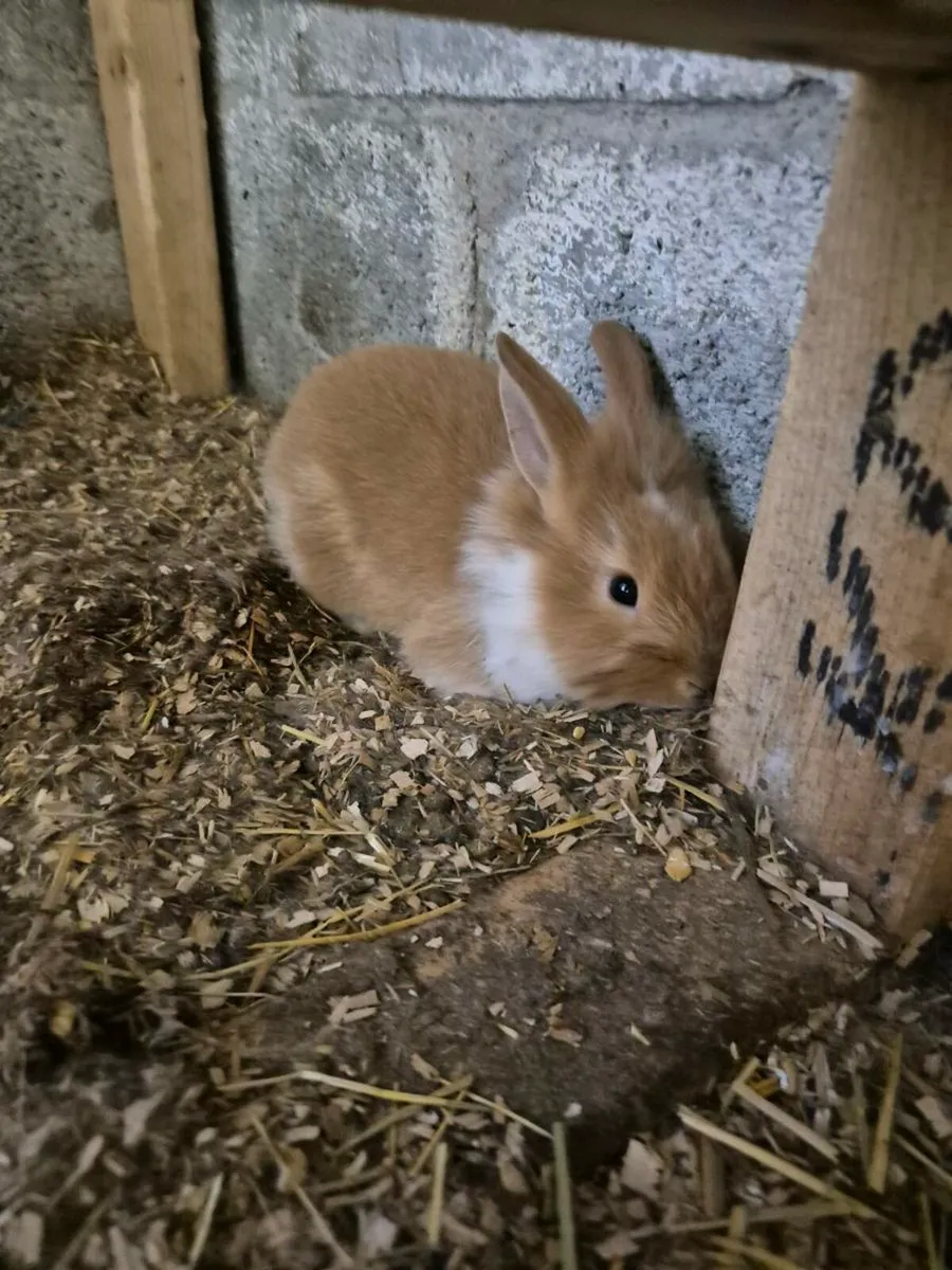 Young rabbits for sale - Image 2