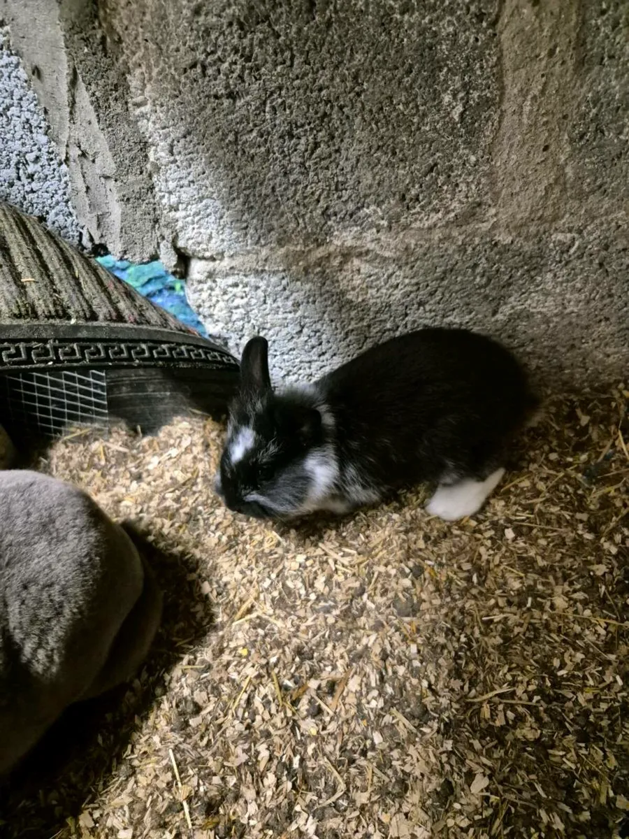 Young rabbits for sale - Image 3