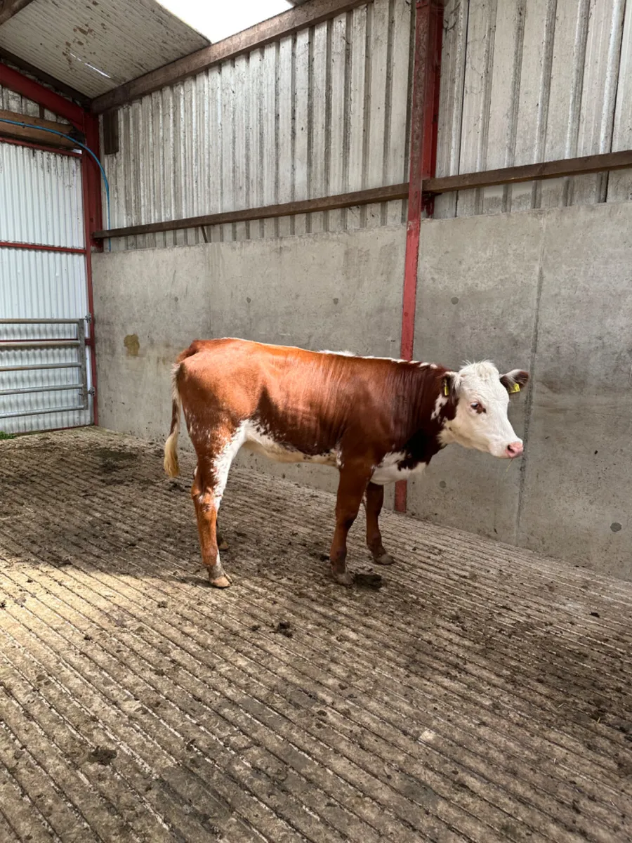 Roaned blue heifer - Image 1