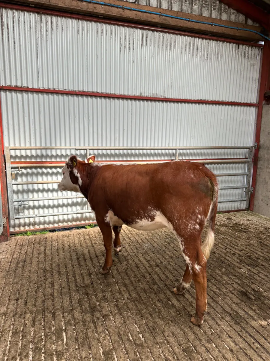 Roaned blue heifer - Image 4