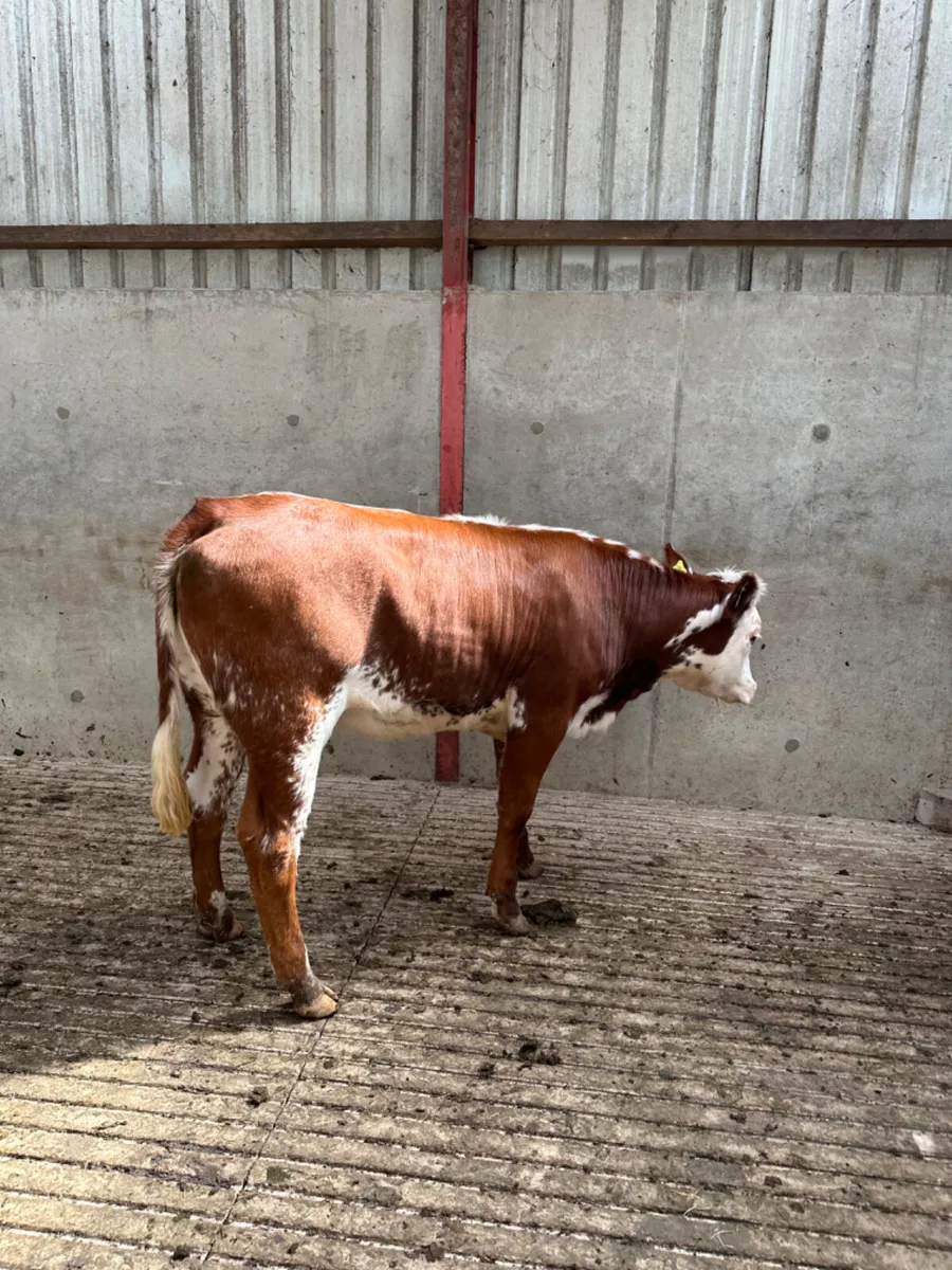 Roaned blue heifer - Image 2