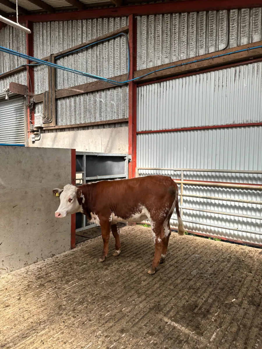 Roaned blue heifer - Image 3