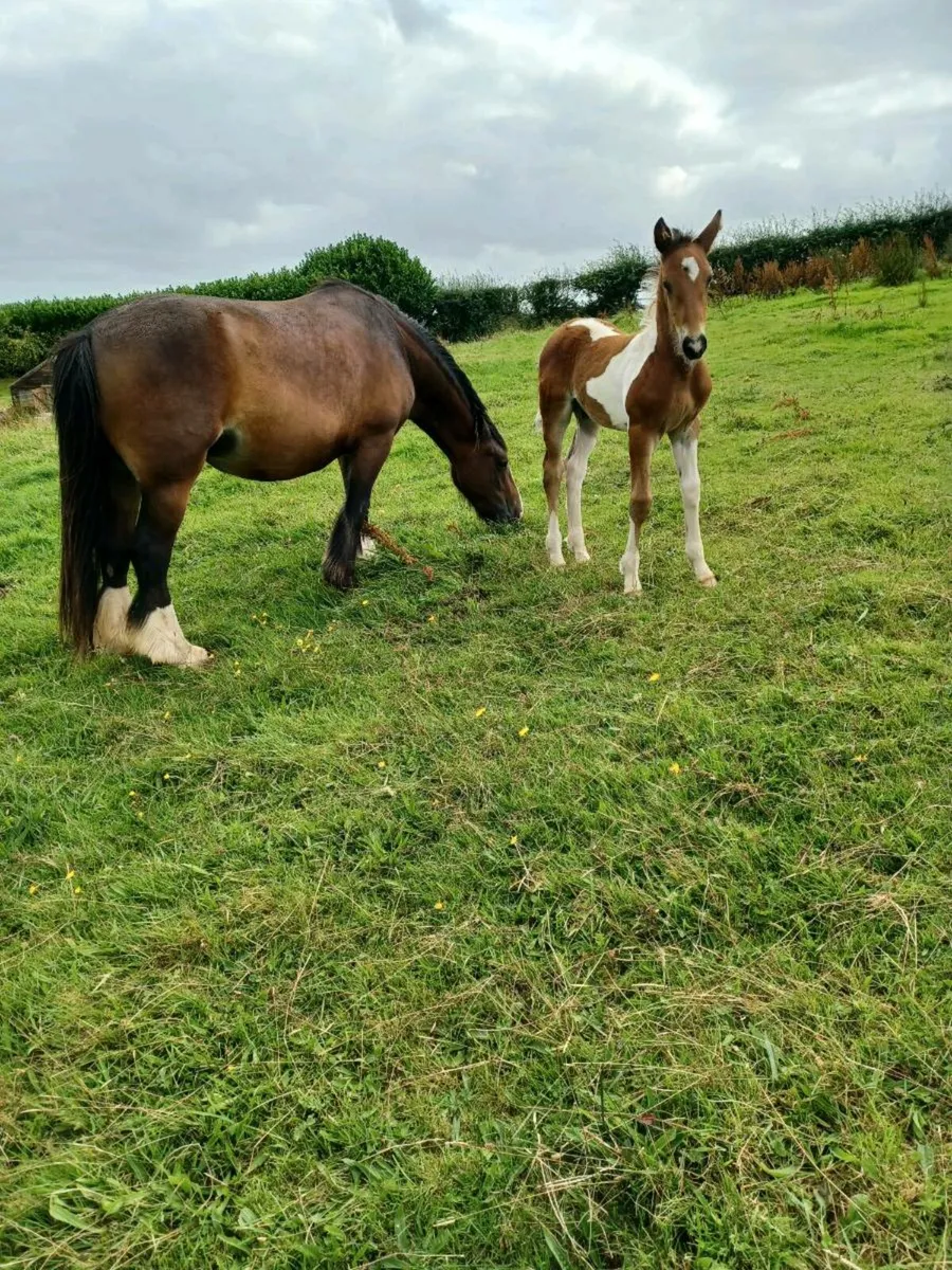 Mare and foal - Image 1