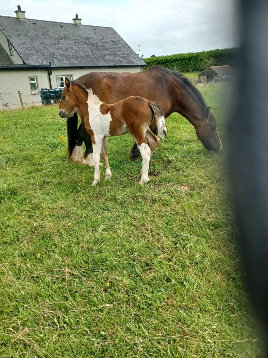 Mare and foal - Image 2