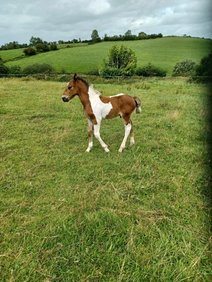 Mare and foal - Image 3