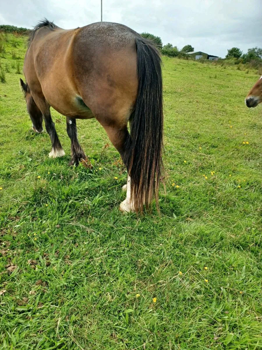 Mare and foal - Image 4
